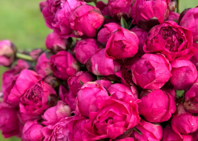 Harvested peonies from Winters Farm Florals up close, hot pink