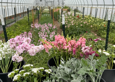 Winters Farm Florals hoop house during harvest with buckets of florals up close