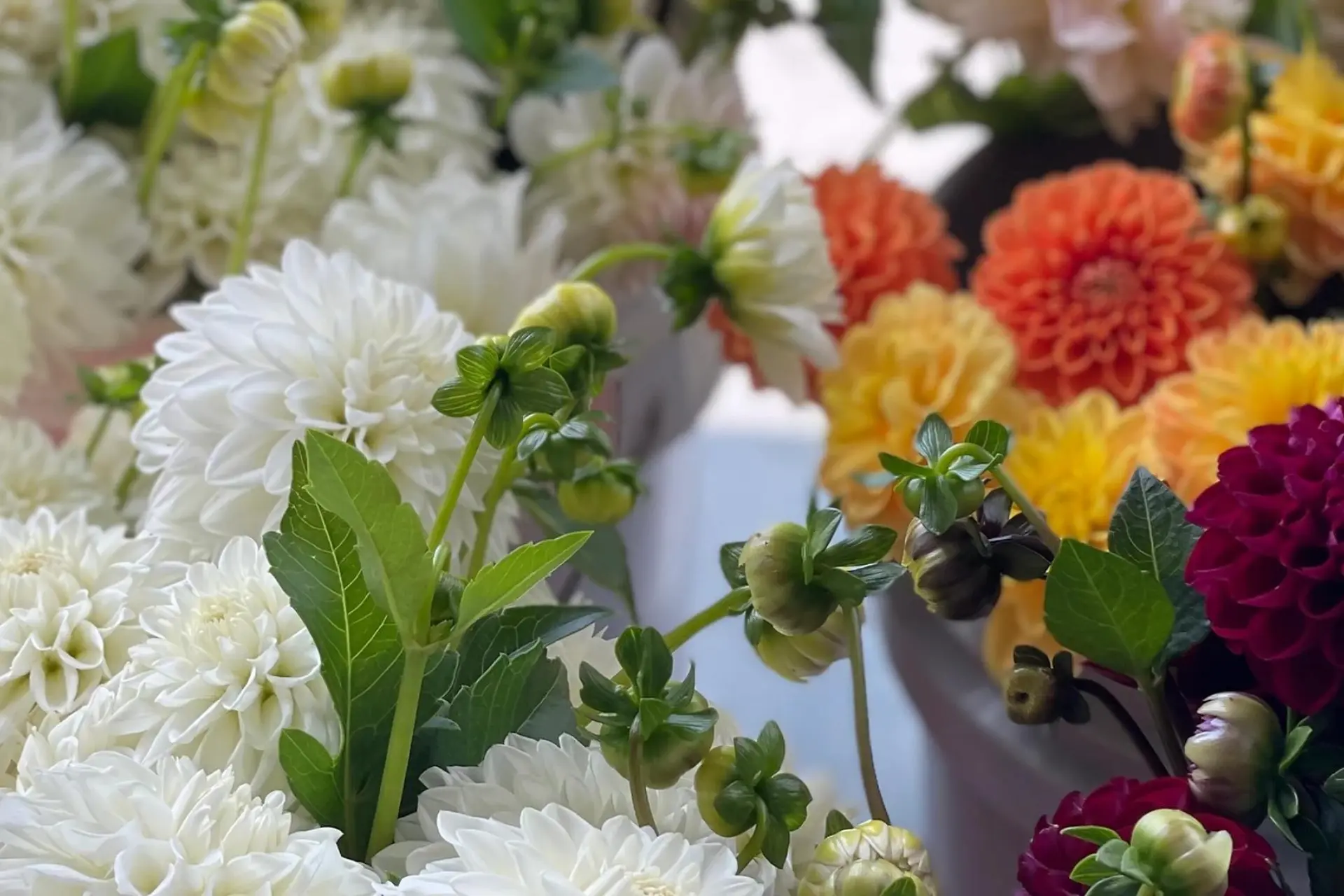 Up close view of florals grown by Winters Farm Florals in Maryland