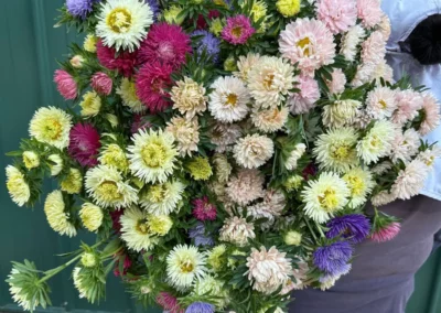 Aster Harvest