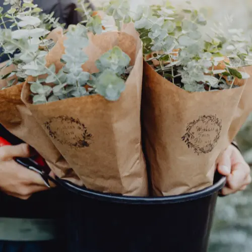 Fresh eucalyptus bundles in wrapped paper with the Winters Farm stamp