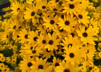 Helianthus Harvest