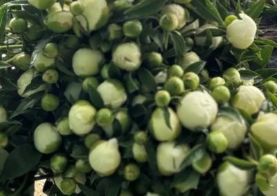 Peony harvest