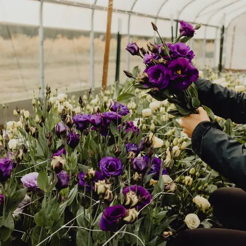 dark purple flowers being cut by dani in the hoop house at winters farm