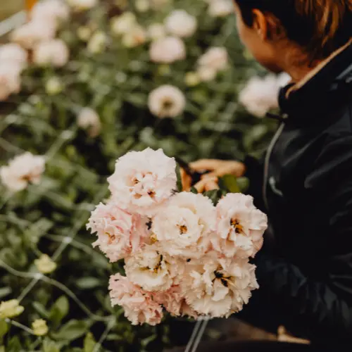 beautiful soft pink flowers being cut by dani in the hoop house at winters farm