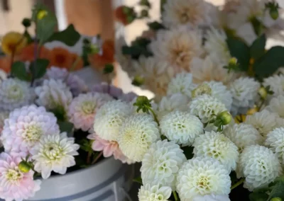 Harvested dahlias ready for wholesale