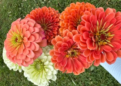 Zinnia Harvest